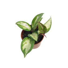 Load image into Gallery viewer, Hoya, 2.5in, Tricolour