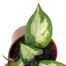 Load image into Gallery viewer, Hoya, 2.5in, Tricolour