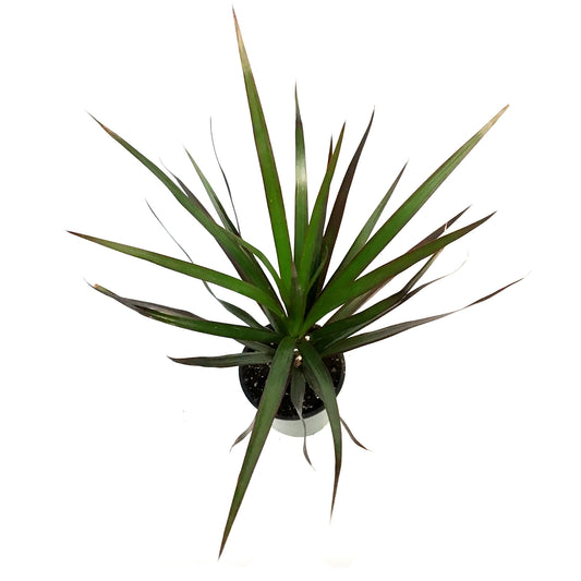 Dracaena, 3.5in,Magenta