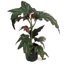 Load image into Gallery viewer, Begonia, 6in, Silver Mist