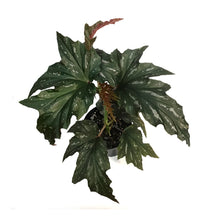 Load image into Gallery viewer, Begonia, 6in, Silver Mist