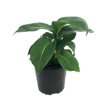 Load image into Gallery viewer, Dieffenbachia, 4in, Sterling