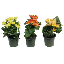 Load image into Gallery viewer, Begonia, 4in, Rieger