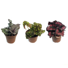 Load image into Gallery viewer, Begonia,3in, Rex Magic Colors