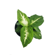 Load image into Gallery viewer, Dieffenbachia, 4in, Marsha