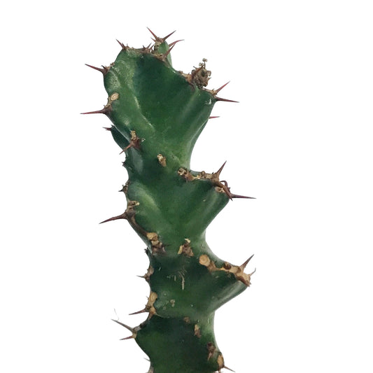 Euphorbia, 4in, Tortirama
