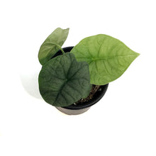 Load image into Gallery viewer, Alocasia, 4in, Melo