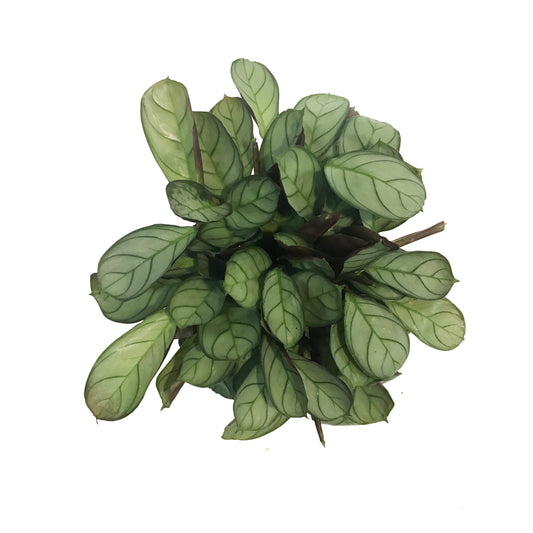 Ctenanthe, 4in, Amagris