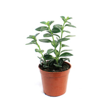 Load image into Gallery viewer, Goldfish Plant, 2.5in