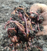 Load image into Gallery viewer, Worms, Red Wiggler, 0.5lb