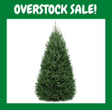 Load image into Gallery viewer, Christmas Tree, 6-8ft, Balsam Fir