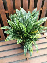 Load image into Gallery viewer, Aglaonema, 10in, Tigress - Floral Acres Greenhouse & Garden Centre