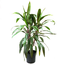 Load image into Gallery viewer, Cordyline, 10in, Pink Diamond Braid - Floral Acres Greenhouse & Garden Centre