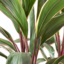 Load image into Gallery viewer, Cordyline, 10in, Pink Diamond Braid - Floral Acres Greenhouse & Garden Centre