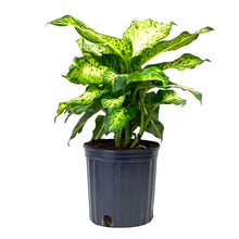 Load image into Gallery viewer, Dieffenbachia, 10in, Mars - Floral Acres Greenhouse & Garden Centre