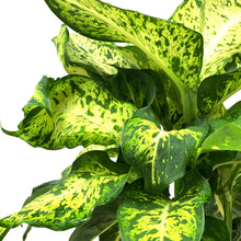 Load image into Gallery viewer, Dieffenbachia, 10in, Mars - Floral Acres Greenhouse & Garden Centre