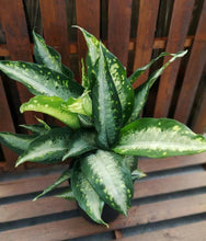 Load image into Gallery viewer, Dieffenbachia, 10in, Panther - Floral Acres Greenhouse &amp; Garden Centre
