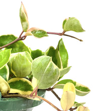 Load image into Gallery viewer, Hoya, 10in, Porcelain Tricolor, Hanging Basket - Floral Acres Greenhouse & Garden Centre