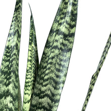 Load image into Gallery viewer, Sansevieria, 10in, Wintergreen - Floral Acres Greenhouse & Garden Centre