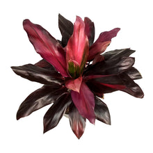 Load image into Gallery viewer, Cordyline, 10in, Red Star