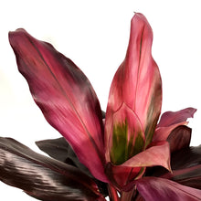 Load image into Gallery viewer, Cordyline, 10in, Red Star