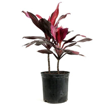 Load image into Gallery viewer, Cordyline, 10in, Red Star