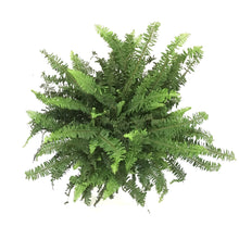 Load image into Gallery viewer, Fern, 10in, Kimberly