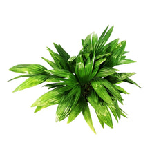 Load image into Gallery viewer, Palm, 10in, Chinese Fan