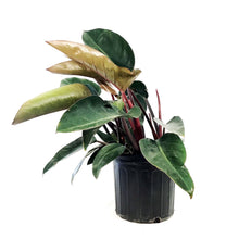 Load image into Gallery viewer, Philodendron, 10in, Imperial Red