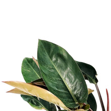 Load image into Gallery viewer, Philodendron, 10in, Imperial Red