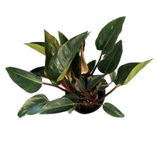 Load image into Gallery viewer, Philodendron, 10in, Imperial Red