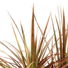 Load image into Gallery viewer, Dracaena, 10in, Colorama Bush