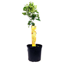 Load image into Gallery viewer, Lemon, 5 Gal, Eureka Standard