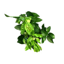 Load image into Gallery viewer, Lemon, 5 Gal, Eureka Standard
