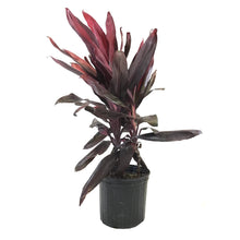 Load image into Gallery viewer, Cordyline, 10in, Florica/Florida
