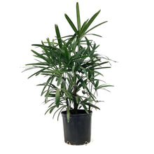 Load image into Gallery viewer, Palm, 10in, Rhapis