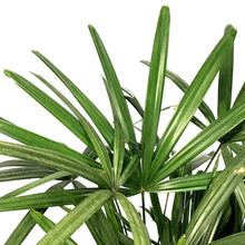 Load image into Gallery viewer, Palm, 10in, Rhapis