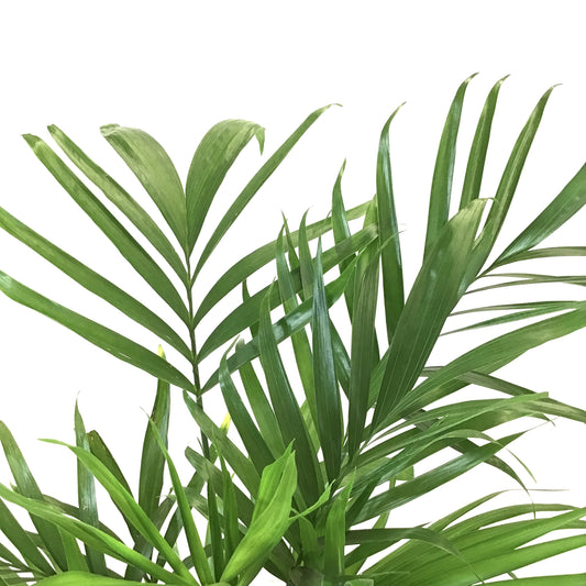 Palm, 10in, Cataractarum