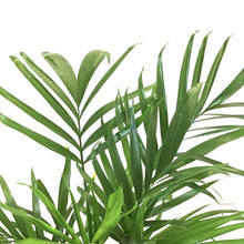 Load image into Gallery viewer, Palm, 10in, Cataractarum