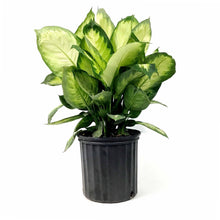 Load image into Gallery viewer, Dieffenbachia, 10in, Tropic Marianne