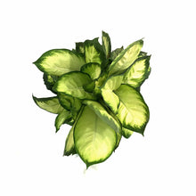 Load image into Gallery viewer, Dieffenbachia, 10in, Tropic Marianne