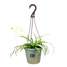 Load image into Gallery viewer, Spider Plant, 6.5in Haning Basket, Green Edge