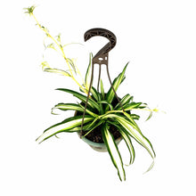 Load image into Gallery viewer, Spider Plant, 6.5in Haning Basket, Green Edge