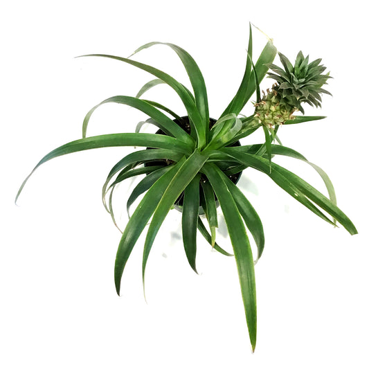 Pineapple, 6in