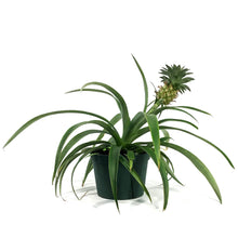Load image into Gallery viewer, Pineapple, 6in
