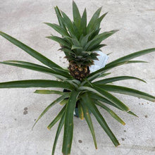 Load image into Gallery viewer, Pineapple, 6in - Floral Acres Greenhouse & Garden Centre