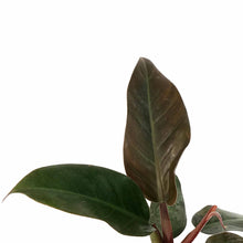 Load image into Gallery viewer, Philodendron, 6in, Imperial Red