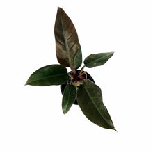 Load image into Gallery viewer, Philodendron, 6in, Imperial Red