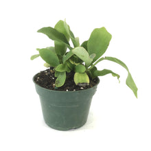 Load image into Gallery viewer, Fern, 4in, Staghorn