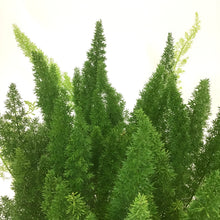 Load image into Gallery viewer, Fern, 10in, Foxtail